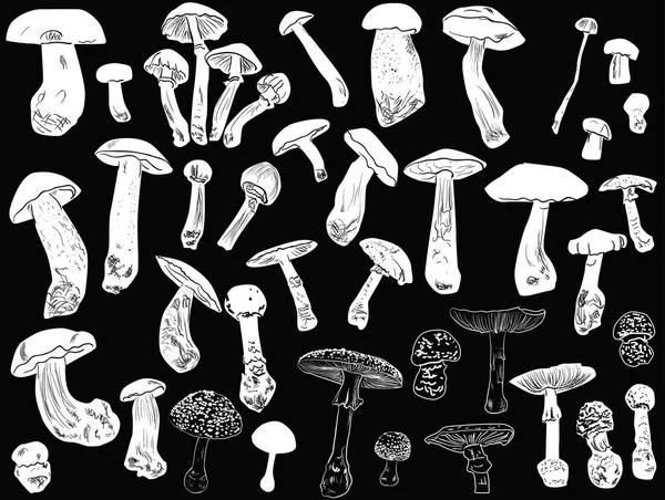 Illustration Mushrooms Isolated Black Background — Stock Vector
