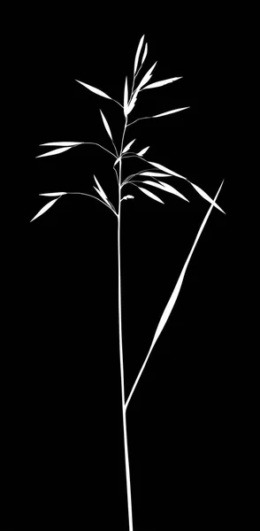 插图与植物剪影查出的黑色背景 — 图库矢量图片