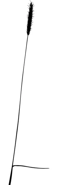 Ілюстрація Рослинним Силуетом Ізольована Білому Тлі — стоковий вектор