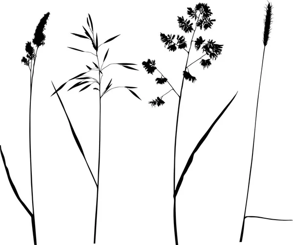 Ilustración Con Siluetas Plantas Aisladas Sobre Fondo Blanco — Archivo Imágenes Vectoriales