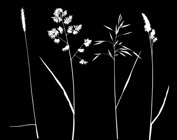 Illustratie Met Plant Silhouetten Geïsoleerd Zwarte Achtergrond — Stockvector
