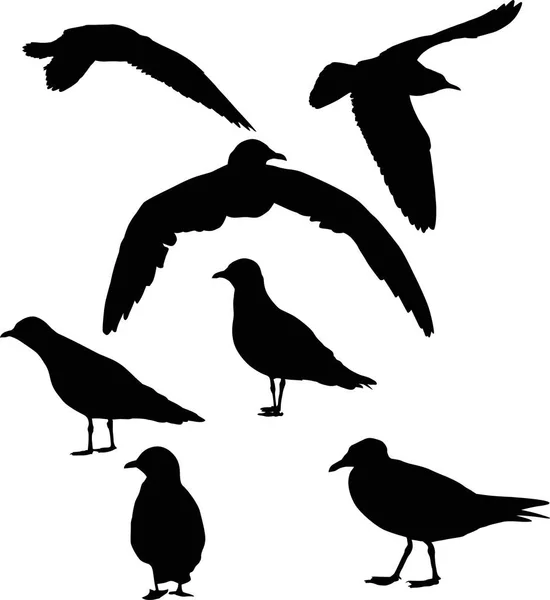 Illustration Gull Silhouette Collection White — Stock Vector