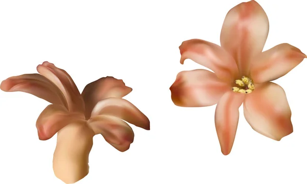 Illustration Avec Des Fleurs Jacinthe Isolées Sur Fond Blanc — Image vectorielle