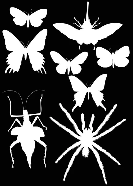 Illustration Avec Collection Insectes Isolés Sur Fond Noir — Image vectorielle