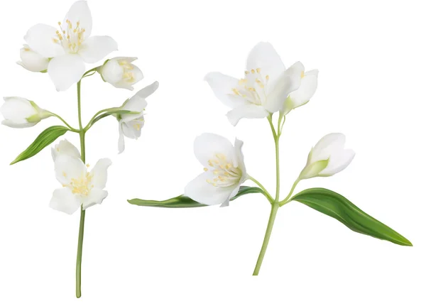Illustration Jasmin Flowers Isolated White Background — Stock Vector