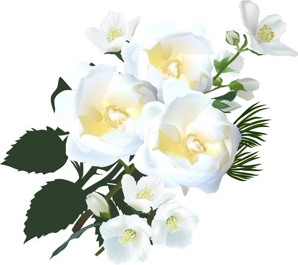白い背景に分離したジャスミン ローズの花のイラスト — ストックベクタ