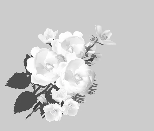 Ilustrace Květy Jasmínu Růže Samostatný Šedém Pozadí — Stockový vektor