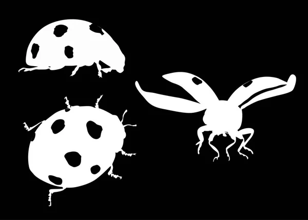 Illustration Avec Coccinelles Isolées Sur Fond Noir — Image vectorielle