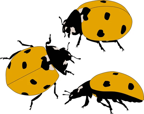 Illustration Yellow Ladybugs Isolated White Background — Stock Vector