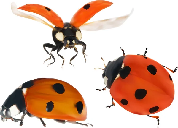 Illustration Avec Coccinelles Rouges Isolées Sur Fond Blanc — Image vectorielle