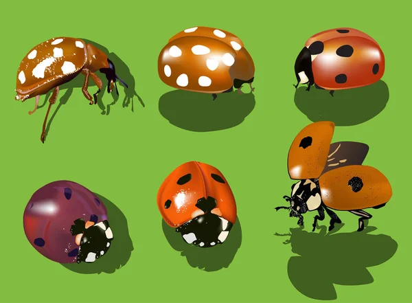 Illustration Six Ladybugs Isolated Green Background — Stock Vector