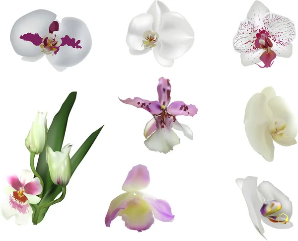 Ilustração Com Coleção Orquídeas Lilás Brancas — Vetor de Stock