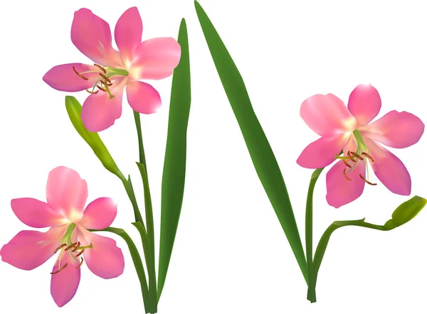 Ilustração Com Grupo Flores Rosa Selvagens Isoladas Fundo Branco — Vetor de Stock