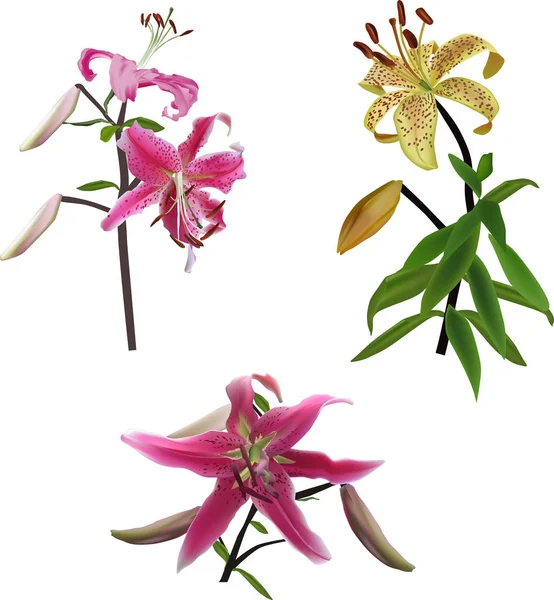 Illustration Med Tre Lily Blommor Isolerad Vit Bakgrund — Stock vektor