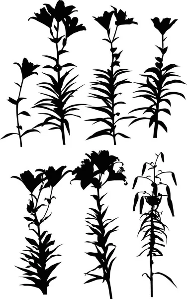 在白色背景上孤立的百合花轮廓图 — 图库矢量图片