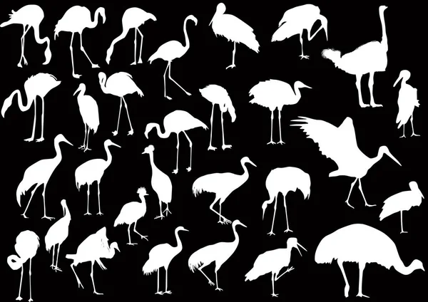 Illustrazione Con Collezione Uccelli Sfondo Nero — Vettoriale Stock