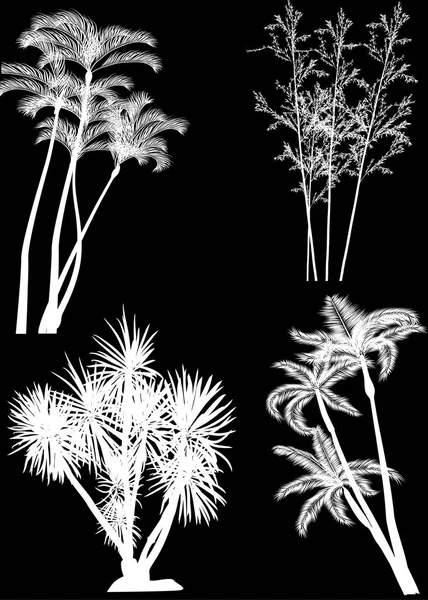 Иллюстрация Пальмовыми Силуэтами Черном Фоне — стоковый вектор