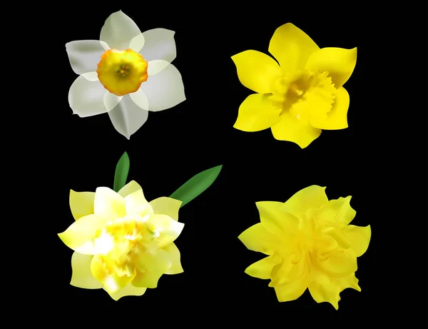 Ilustração Com Quatro Flores Narciso Isoladas Sobre Fundo Preto — Vetor de Stock