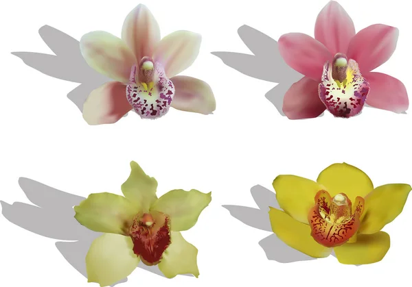 Illustrazione Con Quattro Raccolta Fioriture Orchidea — Vettoriale Stock