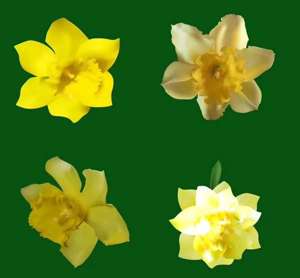 Ilustración Con Cuatro Flores Narcisas Aisladas Sobre Fondo Verde — Archivo Imágenes Vectoriales