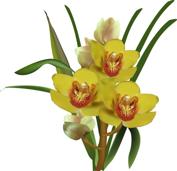 Llüstrasyon Izole Beyaz Zemin Üzerine Sarı Orkide Ile — Stok Vektör