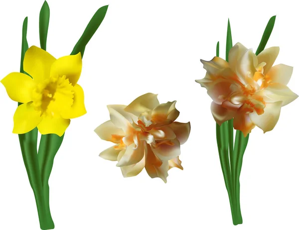 Illustratie Met Drie Narcissus Bloemen Geïsoleerd Witte Achtergrond — Stockvector