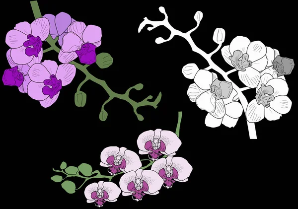 Ilustração Com Coleção Orquídeas Lilás Brancas Isoladas Fundo Preto — Vetor de Stock