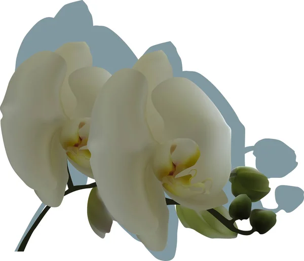 Illustration Avec Grandes Fleurs Blanches Isolées Orchidée — Image vectorielle