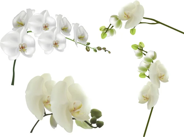 Εικονογράφηση Σύνολο Απομονωμένων Λευκό Μεγάλο Orchid Λουλούδια — Διανυσματικό Αρχείο