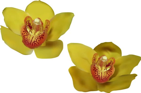 Illustration Mit Gelben Orchideen Auf Weißem Hintergrund — Stockvektor