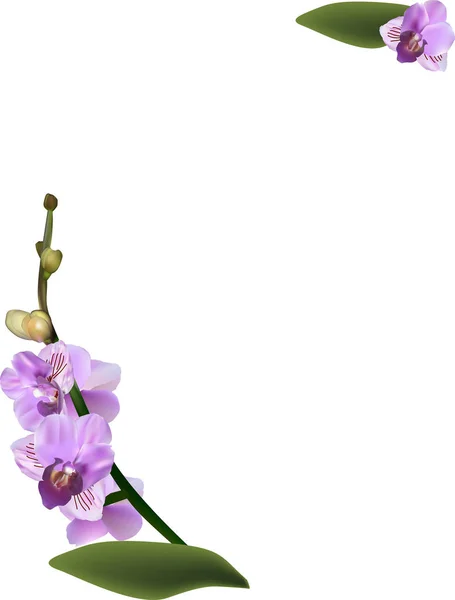 Illustrazione Con Orchidee Rosa Isolate Sfondo Bianco — Vettoriale Stock