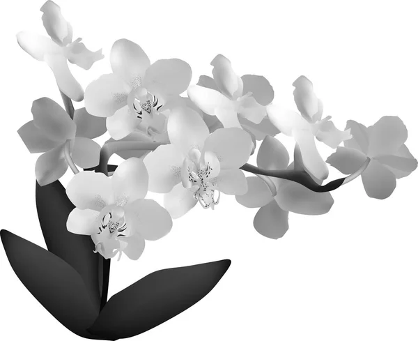 Ilustración Con Orquídea Gris Sobre Fondo Blanco — Vector de stock