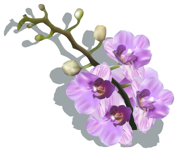 Illustrazione Con Orchidee Rosa Isolate Sfondo Bianco — Vettoriale Stock