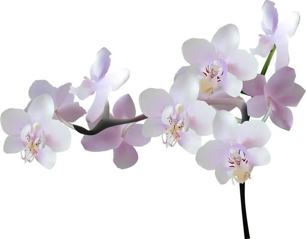 Illustrazione Con Orchidea Lilla Chiara Sfondo Bianco — Vettoriale Stock