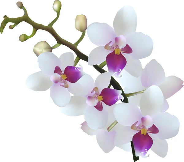 Illustratie Met Licht Lila Orchid Witte Achtergrond — Stockvector