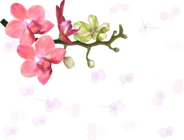 Illustratie Met Orchidee Bloemen Branch Lichte Achtergrond — Stockvector