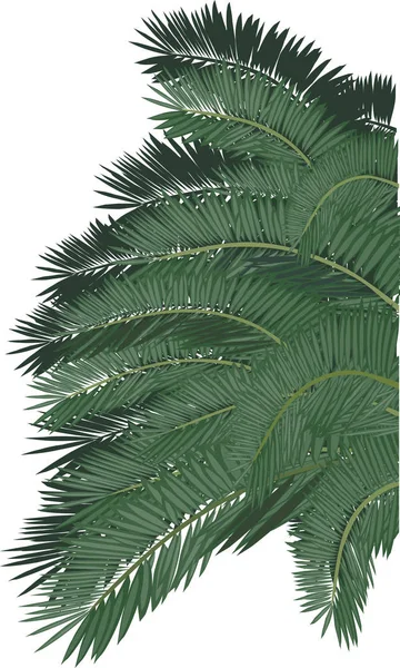 Ilustrace Svěží Zelené Palm Tree Listy Izolované Bílém Pozadí — Stockový vektor