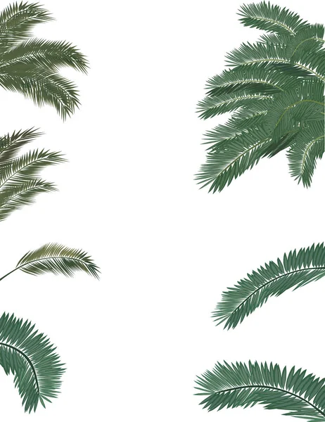 Ilustracja Bujnych Zielonych Palm Tree Liści Białym Tle — Wektor stockowy
