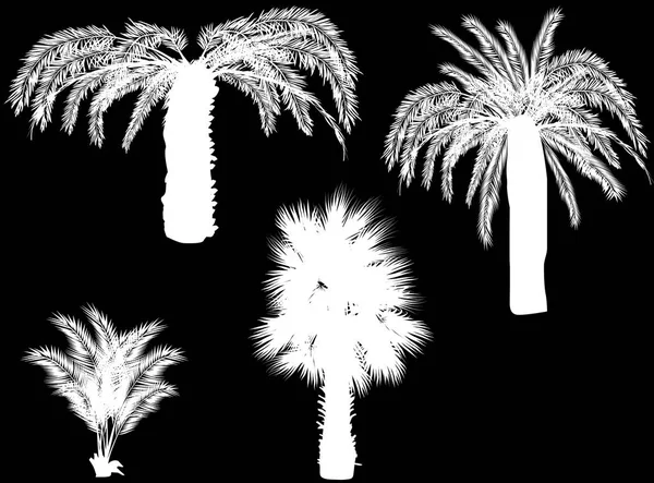 Ilustrace Palmovými Siluetami Izolovanými Černém Pozadí — Stockový vektor