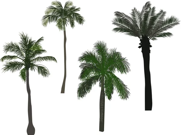 在白色背景上孤立的棕榈树图解 — 图库矢量图片