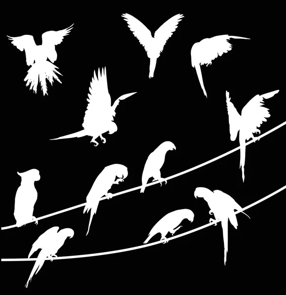 Parrot Silhouettes Collection Isolated Black Background — Stock Vector