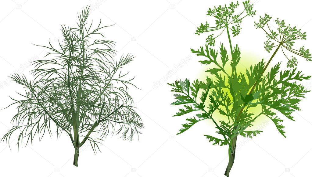 illustration with green dill and celery isolated on white background
