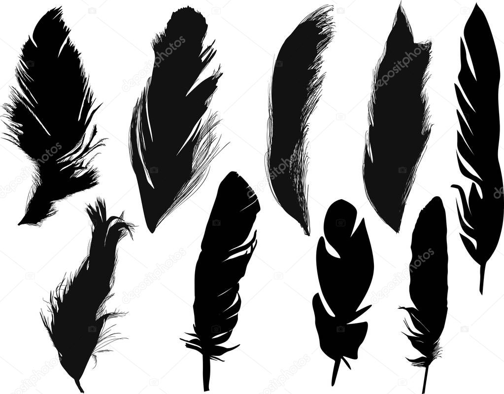 illustration with nine feathers isolated on white background