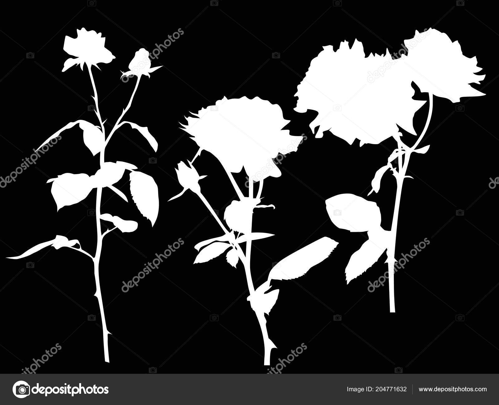 Illustration Three White Rose Flowers Isolated Black Background