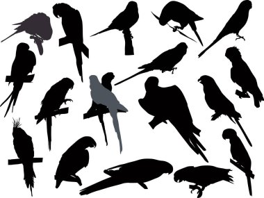 Beyaz arka plan üzerinde izole papağan siluetleri koleksiyonu