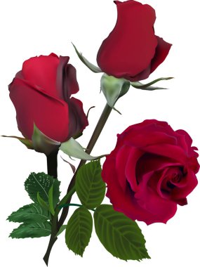 illüstrasyon izole beyaz arka plan üzerinde üç kırmızı Güllü