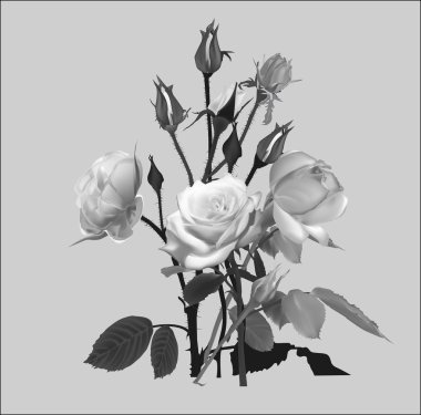 gey arka plan üzerinde izole gül kroki grup ile illüstrasyon