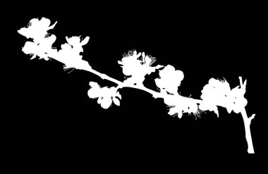 siyah arka plan üzerine izole kiraz ağacı çiçek şekil