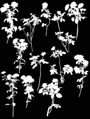 illüstrasyon izole siyah arka plan üzerine on iki beyaz gül çiçekli