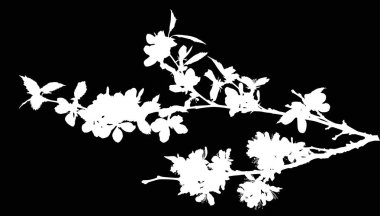 siyah arka plan üzerine izole kiraz ağacı çiçek şekil